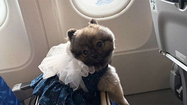 愛寵環遊記：韓國機票+檢疫套裝